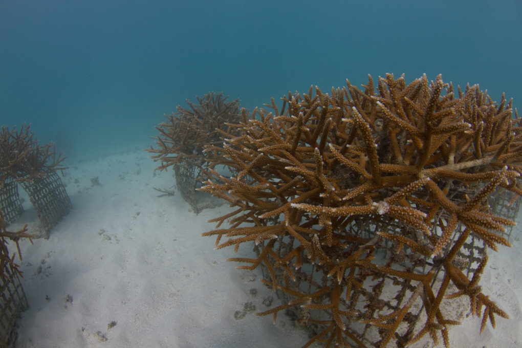 Coral Restoration with USFWS